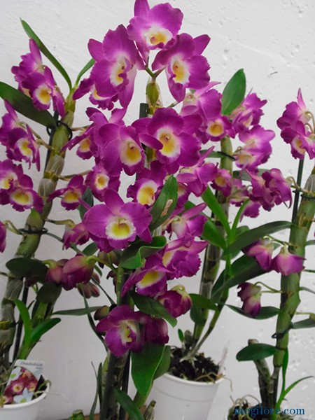 orhidei8
